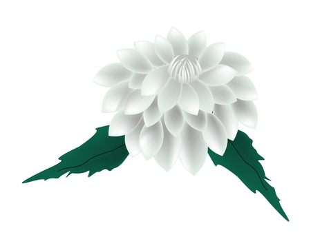 Beautiful Flower, Illustration of Bright and Beautiful White Dahlia Flower with Green Leaves Isolated on White Background.のイラスト素材