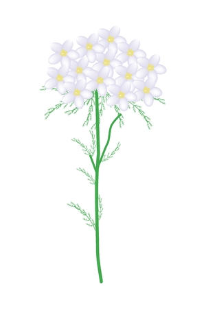 Beautiful Flower, Illustration of White Yarrow Flowers or Achillea Millefolium Flowers with Green Leaves Isolated on White Background.のイラスト素材