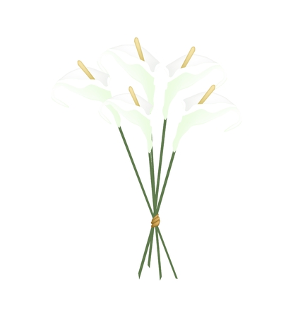 Beautiful Flower, Illustration of Bouquet of White Anthurium Flower or Flamingo Flower with Green Leaves Isolated on White Background.のイラスト素材