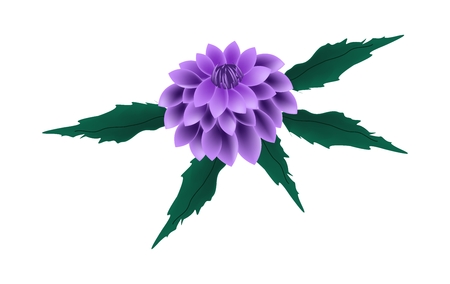 Beautiful Flower, Illustration of Bright and Beautiful Purple Dahlia Flower with Green Leaves Isolated on White Background.のイラスト素材