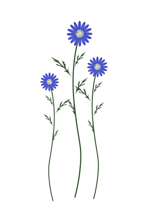 Symbol of Love, Bright and Blue Osteospermum Daisy Flowers or Cape Daisy Blossoms Isolated on White Background.のイラスト素材