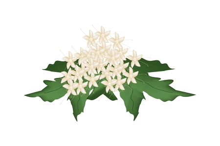 Bunch of Clerodendrum Paniculatum Flowers or Pagoda Flowers with Green Leaves Isolated on Transparent Background.のイラスト素材