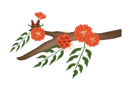 Illustration of Rose of Venezuela, Scarlet Flame Bean or Brownea Ariza Flower on Tree Branch Isolated on Transparent Background.のイラスト素材