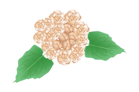 Illustration of Glory Bower Flowers or Clerodendrum Chinense Flowers with Green Leaves Isolated on Transparent Background.のイラスト素材