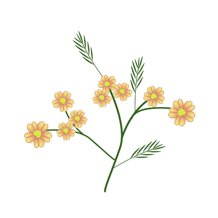 Beautiful Flower, Bunch of Orange Yarrow Flowers or Achillea Millefolium Flowers with Green Leaves Isolated on White Background.のイラスト素材
