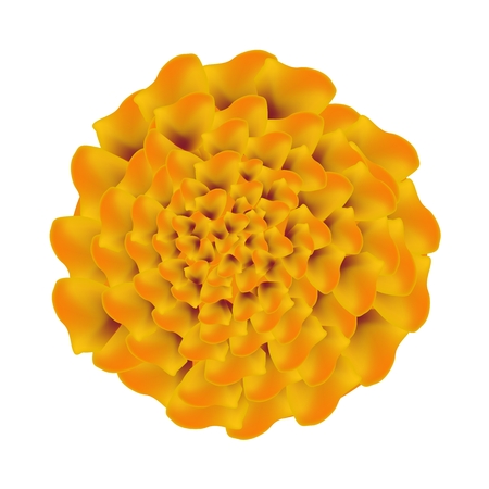 Symbol of Love, Bright and Beautiful Orange Marigolds and African Marigold Isolated on White Background.のイラスト素材