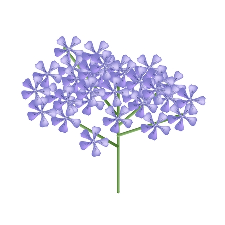 Beautiful Flower, Illustration Bunch of Beautiful Violet Rose Geranium Flowers or Pelargonium Graveolens Flowers Isolated on White Background.のイラスト素材