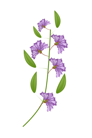 Beautiful Flower, Illustration Bunch of Purple Crape Myrtle Flowers or Lagerstroemia Indica Flowers Isolated on White Backgroundのイラスト素材