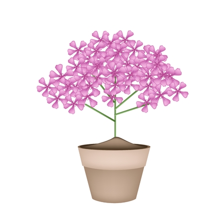 Beautiful Flower, Illustration Bunch of Beautiful Pink Geranium Flowers or Pelargonium Graveolens Flowers in A Pot Isolated on White Background.のイラスト素材