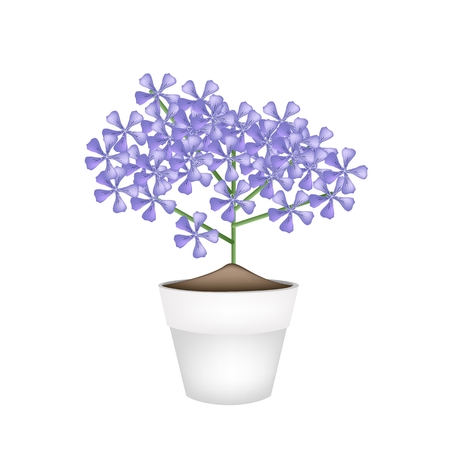Beautiful Flower, Illustration Bunch of Beautiful Violet Geranium Flowers or Pelargonium Graveolens Flowers in A Pot Isolated on White Background.のイラスト素材