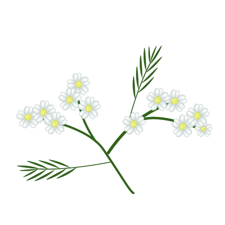 Beautiful Flower, Illustration of White Yarrow Flowers with Green Leaves Isolated on White Background.のイラスト素材
