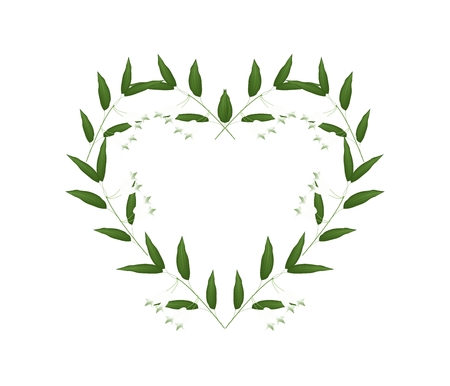 Love Concept, Illustration of White Solomons Seal Flowers or Polygonatum Multiflorum Flowers Forming in Heart Shape Isolated on White Background.のイラスト素材