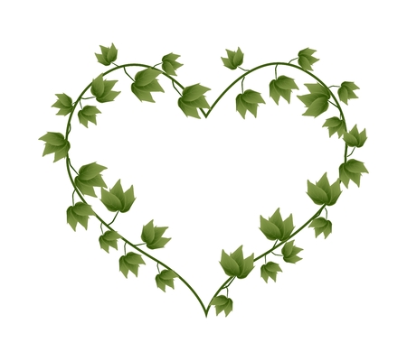 Love Concept, Illustration of A Heart Shape Wreath Made of Fresh Green Ivy Plant Isolated on White Background.のイラスト素材