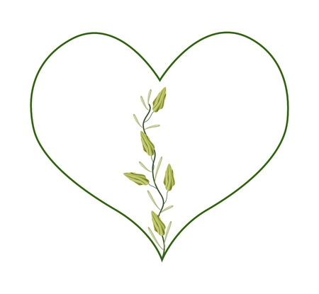Love Concept, Illustration of White Cardamon or Siamese Cardamom Pods in A Beautiful Heart Shape Isolated on White Background.のイラスト素材