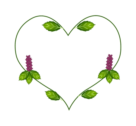 Love Concept, Illustration of Thai Basil Leaves and Blossoms Forming in Heart Shape Isolated on White Background.のイラスト素材