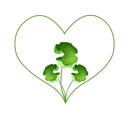 Love Concept, Illustration of Heart Shape Frame in Fresh Asiatic Pennywort Plants Isolated on White Background.のイラスト素材