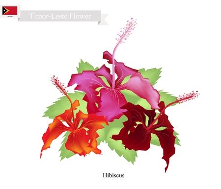 Timor-Leste Flower, Illustration of Hibiscus Flowers. The National Flower of Timor-Leste.のイラスト素材