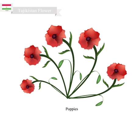 Tajikistan Flower, Illustration of Red Poppy Flowers. One of The Most Popular Flower in Tajikistan.のイラスト素材