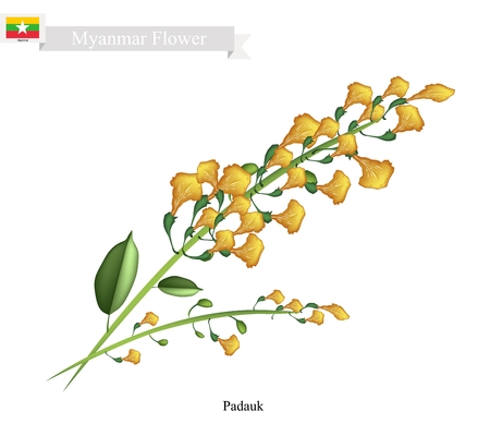Myanmar Flower, Illustration of Padauk Flowers or Papilionoideae Flowers. The National Flower of Myanmar.のイラスト素材