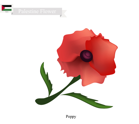Palestine Flower, Illustration of Red Poppy Flowers. One of The Most Popular Flower in Palestine.のイラスト素材