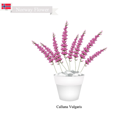 Norwegian Flower, Illustration of Calluna Vulgaris, Purple Scotch Heather or Ling. The Native Flower of Norway.のイラスト素材