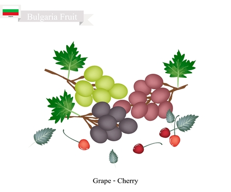 Bulgarian Fruit, Ripe Sweet Grapes and Cherries. The Most Famous Fruits of Bulgaria.のイラスト素材