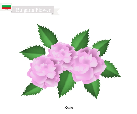 Bulgarian Flower, Illustration of Rose Flowers. The National Flower of Bulgaria.のイラスト素材