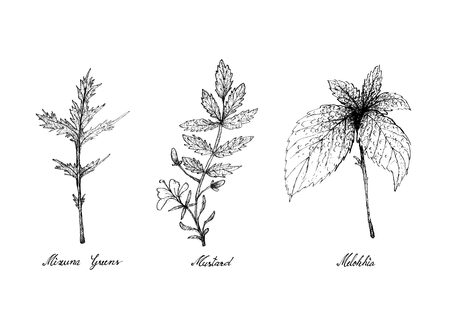 Vegetable Salad, Illustration of Hand Drawn Sketch Delicious Fresh Green Mizuna Greens, Mustard and Melokhia Plants Isolated on White Background.のイラスト素材