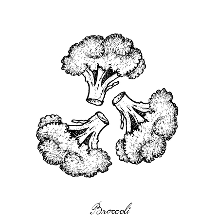 Vegetable, Illustration of Hand Drawn Sketch Illustration of Delicious Fresh Green Broccoli Isolated on White Background.のイラスト素材