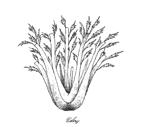 Vegetable and Herb, Vector Illustration of Bunch of Fresh Celery Used for Seasoning in Cooking.のイラスト素材