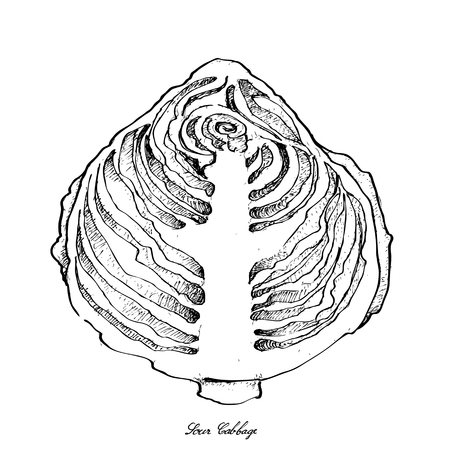 Vegetable Salad, Illustration of Hand Drawn Sketch Delicious Fresh Green Sour Cabbage Plant Isolated on White Background.
のイラスト素材