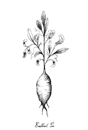 Root and Tuberous Vegetables, Illustration Hand Drawn Sketch of Earthnut Pea or Lathyrus Tuberosus Plant Isolated on White Background.のイラスト素材