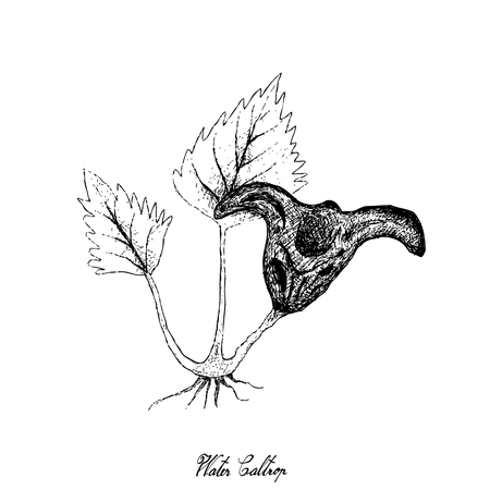 Root and Tuberous Vegetables, Illustration Hand Drawn Sketch of Water Caltrop or Trapa Natans Plant on White Background. Good Source of Dietary Fiber, Vitamins and Minerals.のイラスト素材