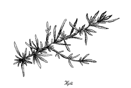 Sea vegetables, illustration of hand drawn sketch hijiki or sargassum fusiforme seaweed isolated on white background.のイラスト素材