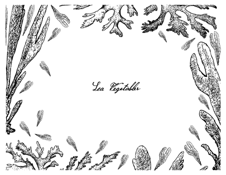 Sea vegetables, illustration frame of hand drawn sketch dulse, dillisk or palmaria palmata seaweed isolated on white background high in calcium, magnesium and iodine.のイラスト素材