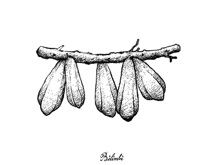 Fruit, Illustration Hand Drawn Sketch of Fresh Averrhoa Bilimbi, Cucumber Tree or Tree Sorrel on The Branch Isolated on White Background.のイラスト素材