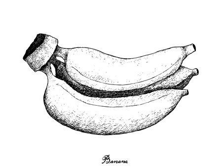 Fruit, Illustration Hand Drawn Sketch of Fresh Ripe and Sweet Banana Isolated on A White Background.のイラスト素材