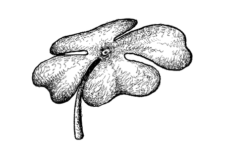 Symbols for Fortune and Luck, Illustration Hand Drawn Sketch of Fresh Four Leaf Clover Plants or Shamrock for St. Patricks Day Celebration.のイラスト素材