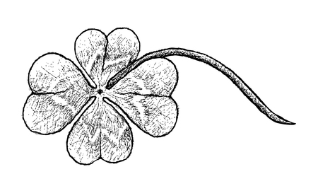 Symbols for Fortune and Luck, Illustration Hand Drawn Sketch of Fresh Four Leaf Clover Plants or Shamrock for St. Patricks Day Celebration.のイラスト素材