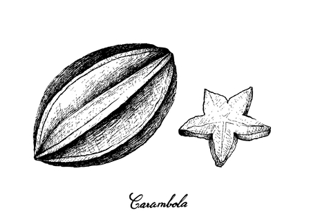 Tropical Fruits, Illustration of Hand Drawn Sketch Fresh Ripe Carambola or Starfruit Isolated on White Background.のイラスト素材