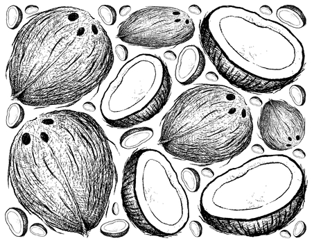 Tropical fruits, illustration wallpaper background of hand Drawn sketch coconut or ocos nucifera fruits.のイラスト素材