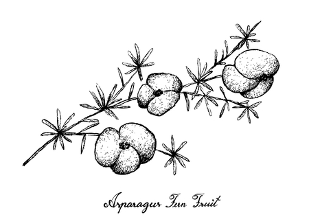 Berry Fruit, Illustration Hand Drawn Sketch of Fresh Asparagus Fern Fruit Isolated on White Background.のイラスト素材