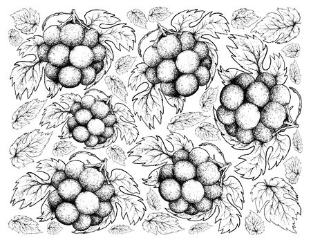 Berry fruits, illustration wallpaper background of hand drawn sketch bunch of fresh juicy grapes.のイラスト素材