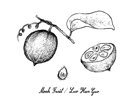 Tropical Fruits, Illustration of Hand Drawn Sketch Monk Fruit, Luo Han Guo or Siraitia Grosvenorii Isolated on White Background.のイラスト素材