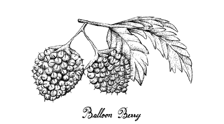 Berry Fruit, Illustration Hand Drawn Sketch of Fresh Balloon Berries or Rubus Illecebrosus Fruits Isolated on White Background.のイラスト素材