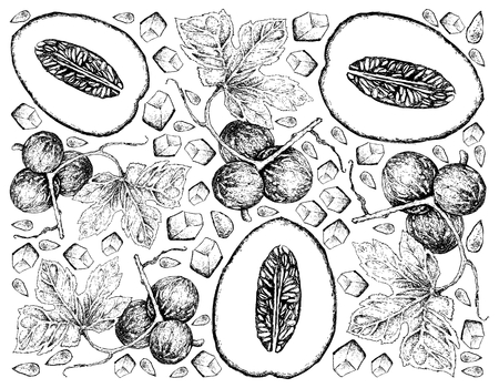Exotic Fruit, Illustration Wallpaper Background of Hand Drawn Sketch of Honeydew Melon or Cucumis Melo and Native Bryony, Striped Cucumber or Diplocyclos Palmatus Fruits.のイラスト素材