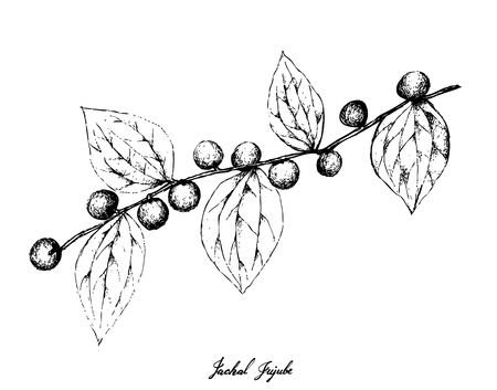 Berry Fruit, Illustration Hand Drawn Sketch of Jackal Jujube or Ziziphus Oenoplia Fruits Isolated on White Background.のイラスト素材