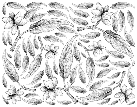 Fresh Fruits, Illustration Wallpaper Background of Hand Drawn Sketch Delicious Fresh Aglaonema Simplex Fruits. High in Vitamin A and C with Dietary Fiber.
の写真素材