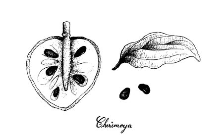 Hand Drawn Illustration of Cherimoya, Annona Cherimola Fruit Isolated on White Background.のイラスト素材