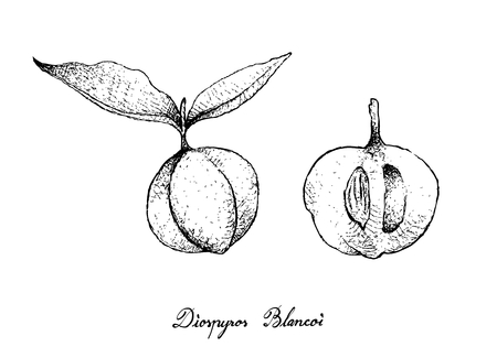 Tropical Fruit, Illustration of Hand Drawn Sketch Ripe and Sweet Diospyros Blancoi or Velvet Apple Fruits Isolated on White Background.のイラスト素材